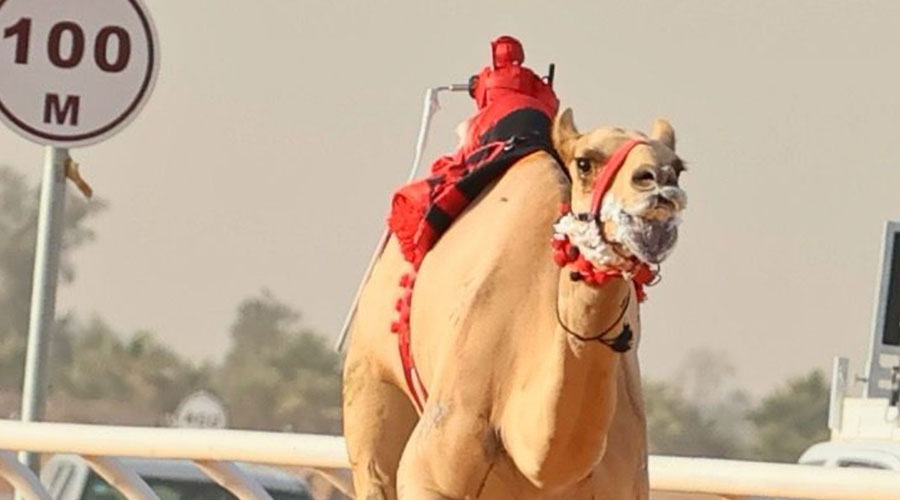 سلطان بن حمدان يشيد بإنجاز هجن الرئاسة في الجنادرية
